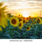 澳门贵宾厅网站最新优惠与安全评测全指南 5q1g4b