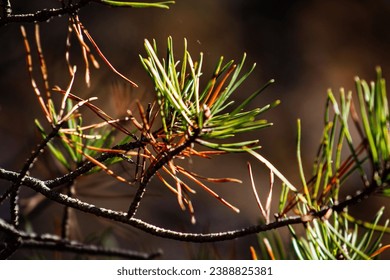 澳门赌盘平台的监管框架与市场格局深度分析
